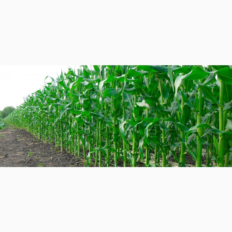 Фото 6. Продам кукурудзу після сушки вологість від 13 до 16 %