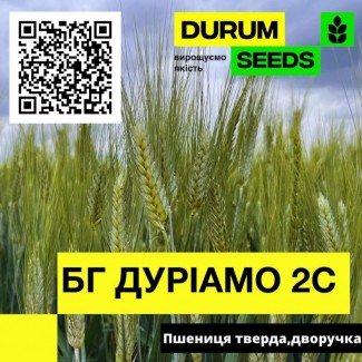 Насіння пшениці - БГ Дуріамо 2С / Durum Seeds 2024 - Оригінатор Biogranum (Сербія)