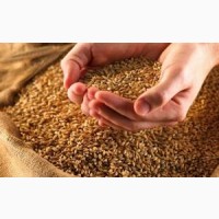 Продам пшеницю 3 клас 300 тонн, Київська обл, Іванків