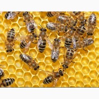Продам бджолопакети Українська рамка