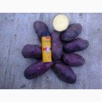 Картошка, сорта Цыганка