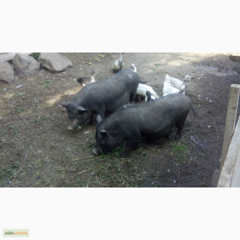 Фото 3. Продаю вьетнамскую свиноматку! СРОЧНО