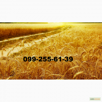 Закупаем-пшеницу и ячмень- на элеваторах Днепропетровской и Харьковской областей.Дорого