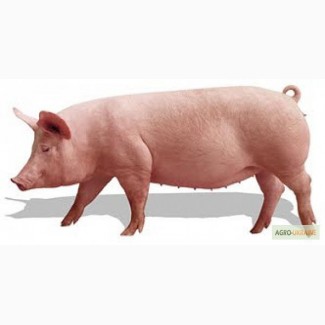 Продам супоросных свиноматок