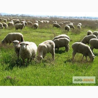 Продам овец, баранов и ягнят в большом количестве по хорошей цене