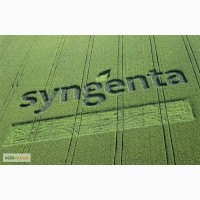 Продам семена кукурузы Сингента (Syngenta) на зерно, гибрид-СИ Топмен