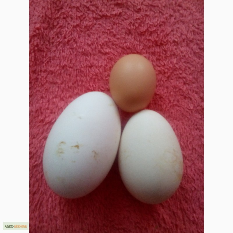 Фото 9. Продам гусиное яйцо