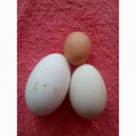 Продам гусиное яйцо