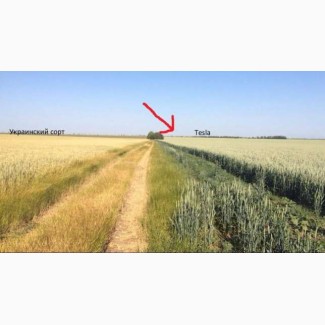 Посівний матеріал озимої пшениці канада сорт Тесла