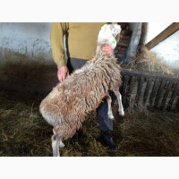 Продам овец баранов гусарской породы