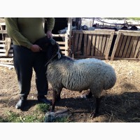 Продам овец баранов гусарской породы