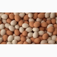 Яйце інкубаційне «Адлер сріблястий» птахофабрика
