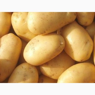 Продам картофель молодой Ривьера
