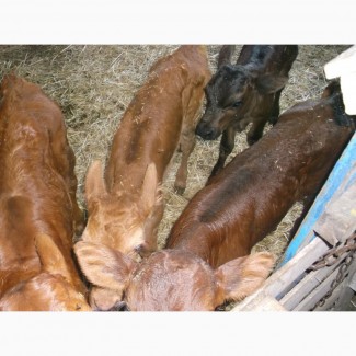 Продам телят молочных бычкив