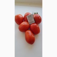 Продам помидор сорт Рио Гранде и Форсаж