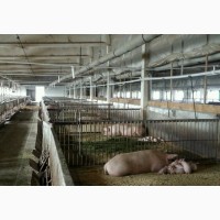 Продам свиней мясной породы