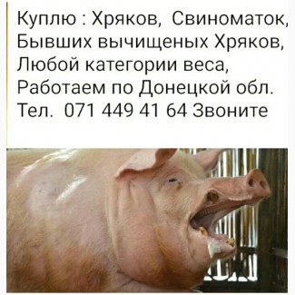 Куплю Свиноматок Хряков