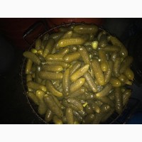 Продам квашені огірки оптом від 1 тонни урожаю 2018