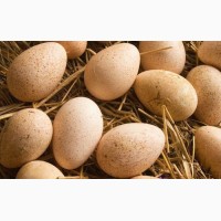 Продам яйца инкубационые индеек БИГ-6. Доставка по Украине