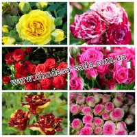 Саженцы роз от производителя по доступной цене большой выбор сортов