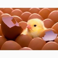 Яйцо инкубационное Испанка, Редбро, Мастер - Грей, Бройлеров