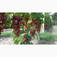 Саженцы винограда кишмиш Велес