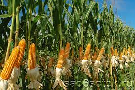 Фото 2. Предприятие закупает кукурузу крупным оптом