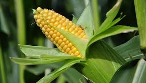 Фото 3. Предприятие закупает кукурузу крупным оптом