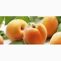 Персики и др фрукти, овощи из турции опт