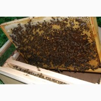 Продам бджолопакети з матками 2023 року