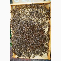 Продам бджолопакети з матками 2023 року