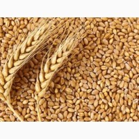 Продам семена пшеницы « Подолянка» элита/ 1 репродукция
