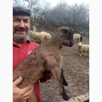Продам козлят чистокровные Альпийцы и Ламанча