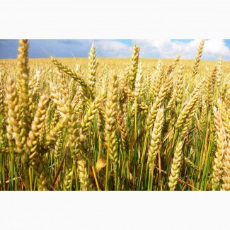 Продам посев.материал озимой пшеницы Северодонецкая юбилейная элита Краснодарская селекция