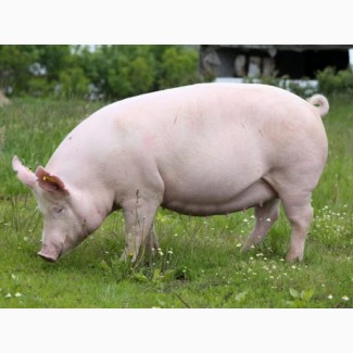 Покупка мясных свиноматок от 20 голов. По всей Украине