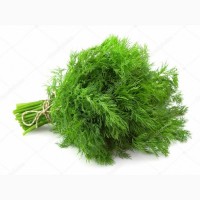 Весна 2021 :: Продаж :: Кріп -зелений в пучках - 20 грн/кг (власне виробництво) Шувар