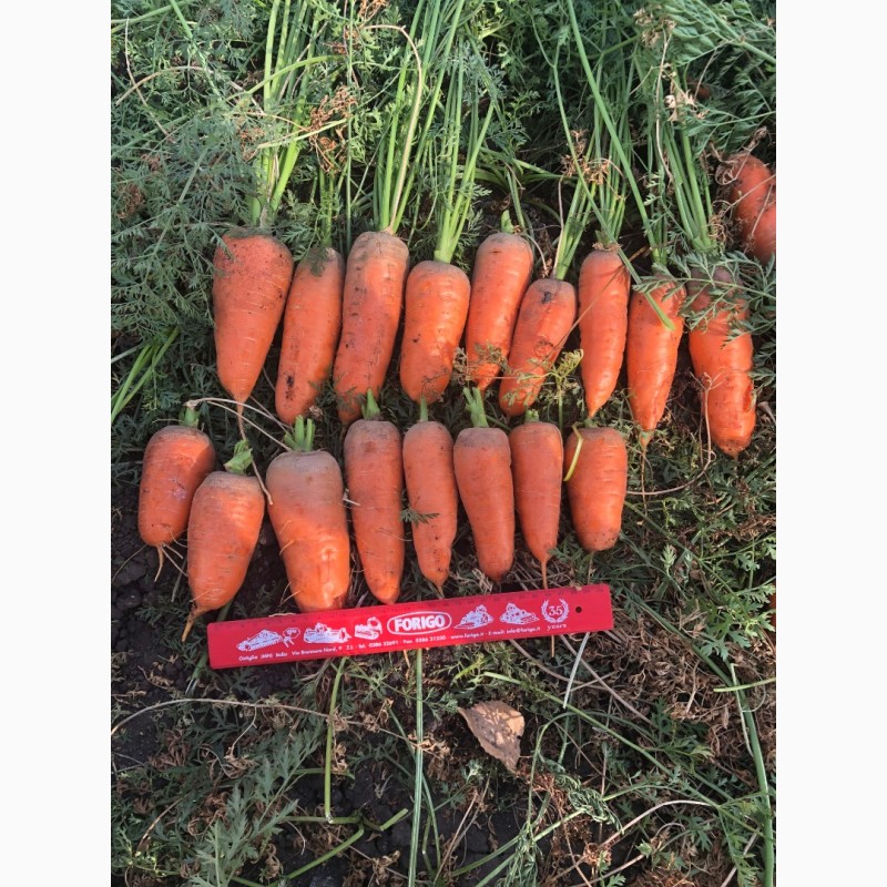 Фото 3. Продам морковь оптом, продам морковь оптом Харьков, продам морковь со склада