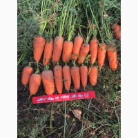 Продам морковь оптом, продам морковь оптом Харьков, продам морковь со склада