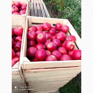 Продам яблука: айдаред