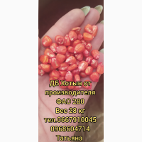 Семена кукурузы ДБ Хотин - недорогой украинский гибрид кукурузы от производителя