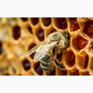 Продам пчелопакеты (4 рамки) украинской степной породы