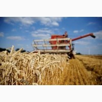 Послуги по збиранню ранніх і пізніх зернових на території Хмельницької області