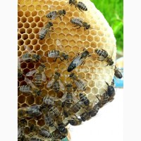 Пропонуємо Карпатські бджоломатки високої якості