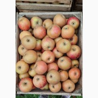 Продається Яблуко Ранета, урожай 2021