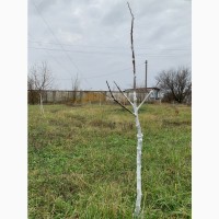 Обрізка плодових дерев та кущів у Харкові та області