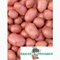 Продаж насіннєвої картоплі Белароза. Надсилання різними кар#039;єрськими службами