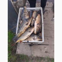 Куплю живую свежую рыбу в Харьковской обл