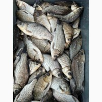 Куплю живую свежую рыбу в Харьковской обл