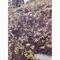 Ісландський мох, завжди свіжий, з карпат