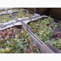 Продам Виноград Преображення і Лівія